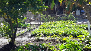 Yard Matters - Garden Maintenance Pic 3 - Customer wanted a really good functioning Veggie Patch to feed the family