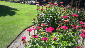 Yard Matters - Garden Maintenance Pic 5 - Lawn Upkeep and beautiful Zinnias