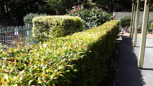 Yard Matters - Garden Maintenance Pic 4 - Hedging kept trim