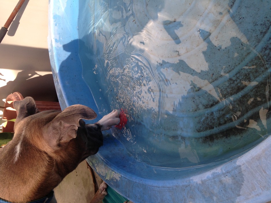 Canine Cubby Pic 1 - Water confidence