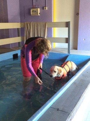 Canine Cubby Pic 3 - Puppy swimming lessons