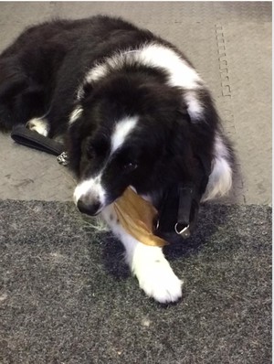 Canine Cubby Pic 4 - Joe enjoying a treat after therapy