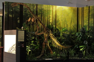 National Dinosaur Museum Pic 2 - Over 70 full skeleton and skull displays including a handson 150 million year old dinosaur bone