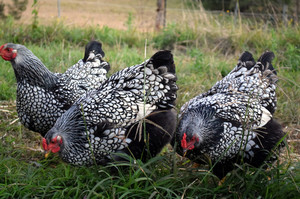 Northern Rivers Poultry Pic 2