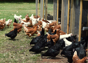 Northern Rivers Poultry Pic 3