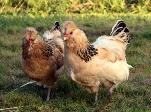 Northern Rivers Poultry Pic 5