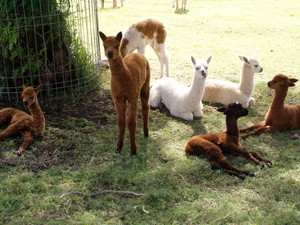 Double-H Alpacas Pic 2 - Cria baby alpacas relaxing under the tree