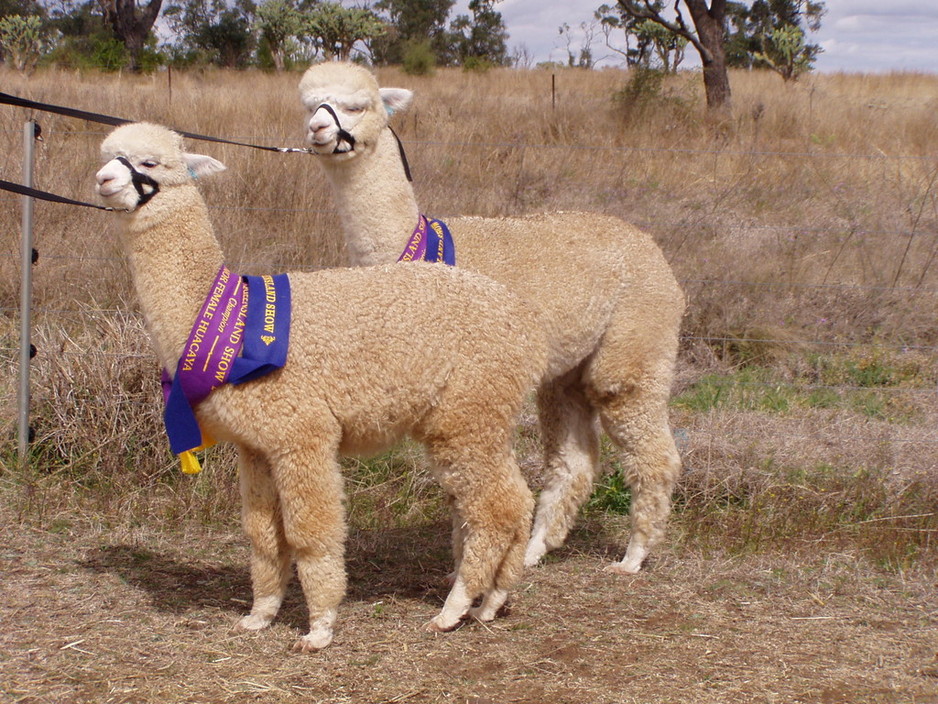 Double-H Alpacas Pic 1 - DoubleH Alpacas the home of champions