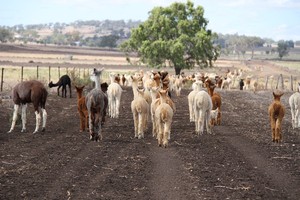 Double-H Alpacas Pic 4 - Homeward bound