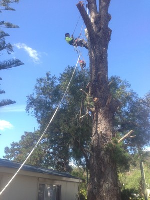 Hills District Stump Grinding Pic 2 - Removing a huge Radiata pine tree at Kenthurst