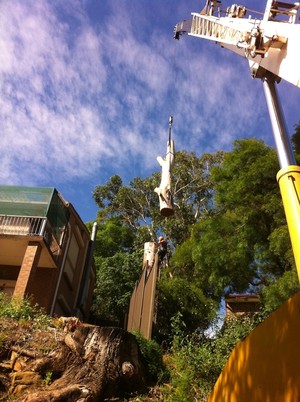 Hills District Stump Grinding Pic 3 - Removing a large Eucalypt tree using a crane on a steep property in Baulkham Hills