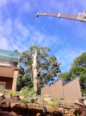 Hills District Stump Grinding Pic 4 - Removing a large Eucalypt tree using a crane on a steep property in Baulkham Hills