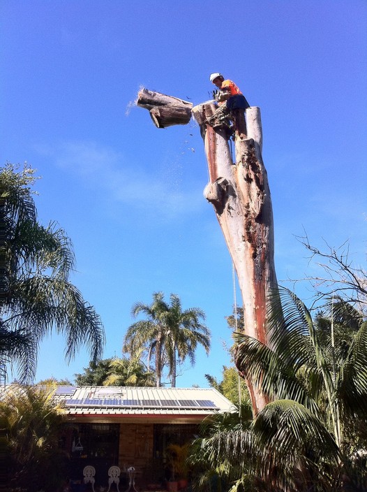 Hills District Stump Grinding Pic 1 - removing a large gum tree in front of a house in Tuckwell ave Castle Hill