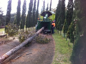 Hills District Stump Grinding Pic 5 - wood chipping a whole tree at Dural