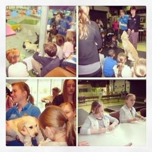 Seeing Eye Dog Australia Pic 2