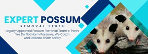 Humane Possum Removal Perth Pic 2