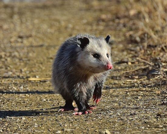 Humane Possum Removal Perth Pic 1