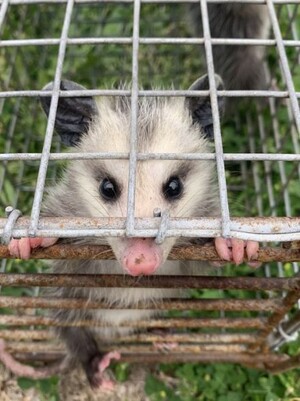 Humane Possum Removal Perth Pic 3