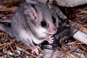 Humane Possum Removal Perth Pic 4