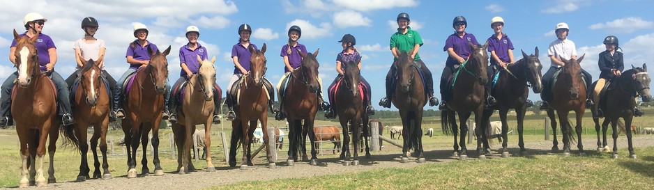 Whitethorn Academy Pic 1 - Lots of lovely wellmannered horses at Whitethorn Academy