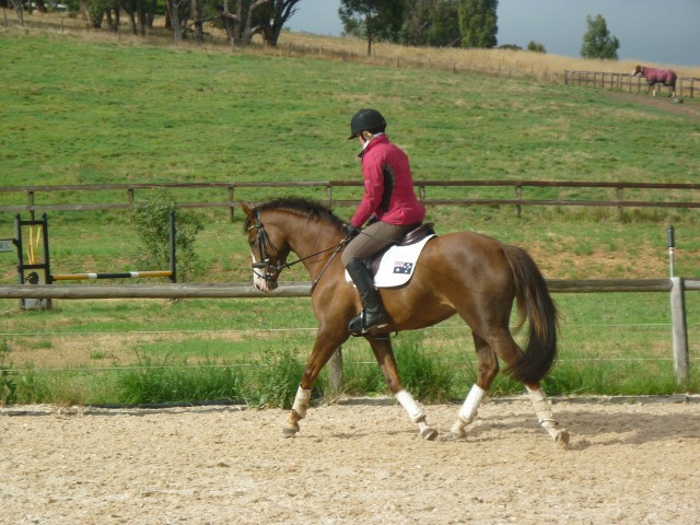 riding school - megan jones equestrain training Pic 1