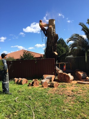 Highpoint Tree Management Pic 3 - Firewood Clearing NSW