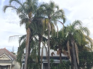 Highpoint Tree Management Pic 4 - Palm Removal Sydney