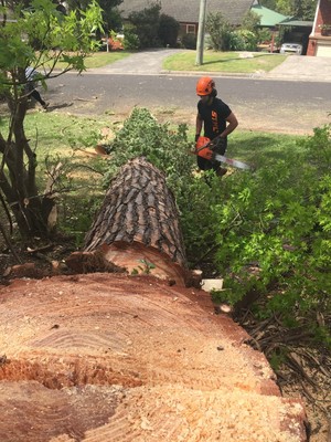 Highpoint Tree Management Pic 5 - Stump Grinding Tree Felling