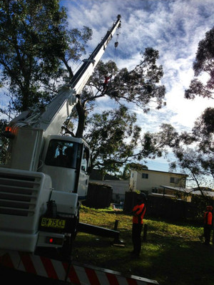 Highpoint Tree Management Pic 2