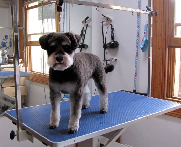 What Is My Paypal Email >> Mount Barker Grooming in Mount Barker, SA, Pet Groomers - TrueLocal What Is My Paypal Email >> Mount Barker Grooming in Mount Barker, SA, Pet Groomers - TrueLocal