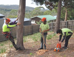 Trees 'R' Us Pic 4 - Tree removals