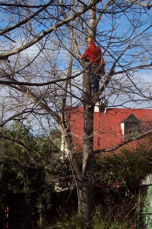 Trees 'R' Us Pic 2 - Power line cleaning