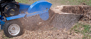 Trees 'R' Us Pic 3 - Stump grinding