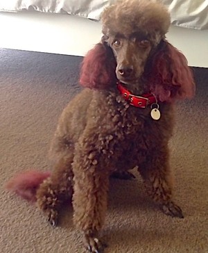 The Bellarine Bow Wow Barber Pic 2 - Chilli the Mini Poodle