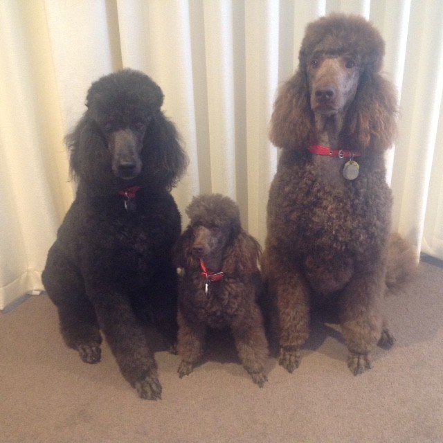 The Bellarine Bow Wow Barber Pic 1 - The boys Remy Chilli and Henry