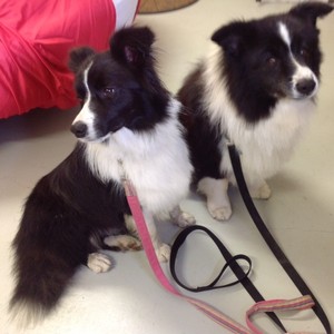 The Bellarine Bow Wow Barber Pic 3 - Zephyr and Indi The Border Collies