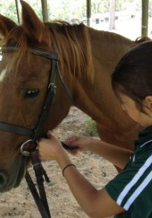 Sydney Hills Horse Riding Centre Pic 3 - Caring for Horses