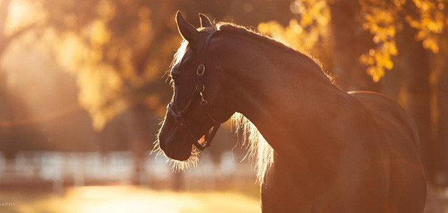 Sydney Hills Horse Riding Centre Pic 1