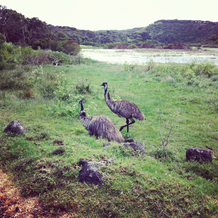 Tower Hill Game Reserve Pic 1 - Getting up close and personal with wildlife