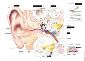 Art of Hearing Pic 2 - Human ear