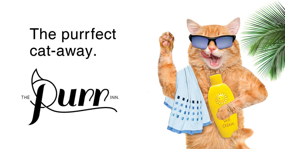 The Purr Inn Pic 1 - The Purrfect Experience