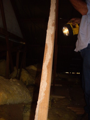 High Tech Pest Control Pic 3 - Termite damage to roof timber