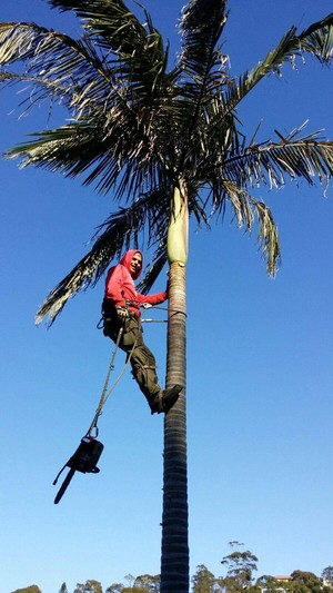 Affordable Tree Services Northern Beaches Pic 4