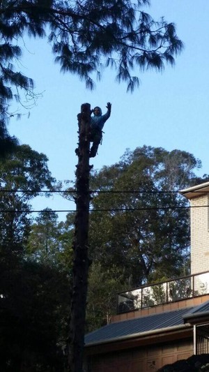 Affordable Tree Services Northern Beaches Pic 5