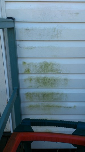 james window and exteror house cleaning Pic 3 - moldy old wall