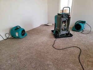 Carpet Cleaning By Rex-Flood Damage Restoration Pic 2