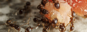 Ant Inspection Canberra Pic 3