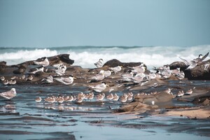 Great Ocean Road Locals Pic 3