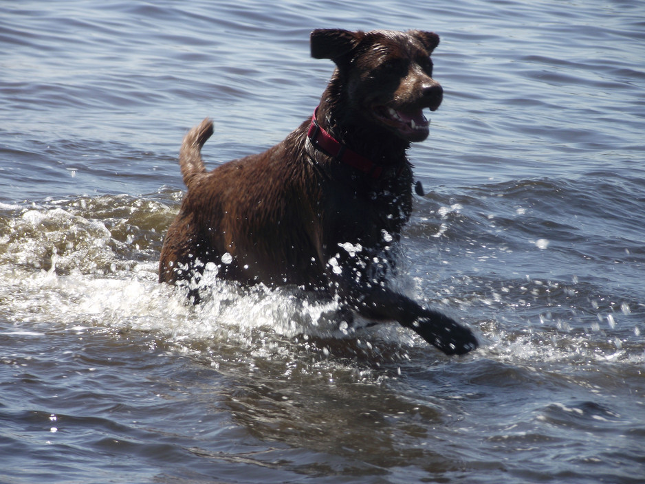 Precious Pup Pic 1 - Coco at St Kilda Beach