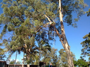 K & S Trees Pic 2 - tree removal